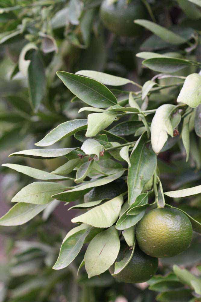              Sun leaves (Riverside, CA)       